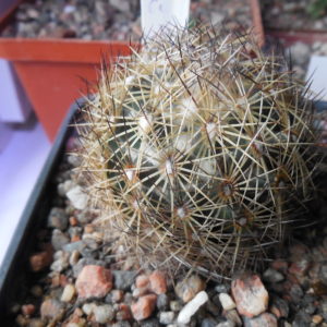 Coryphantha palmeri - v. pectinata - MG -
