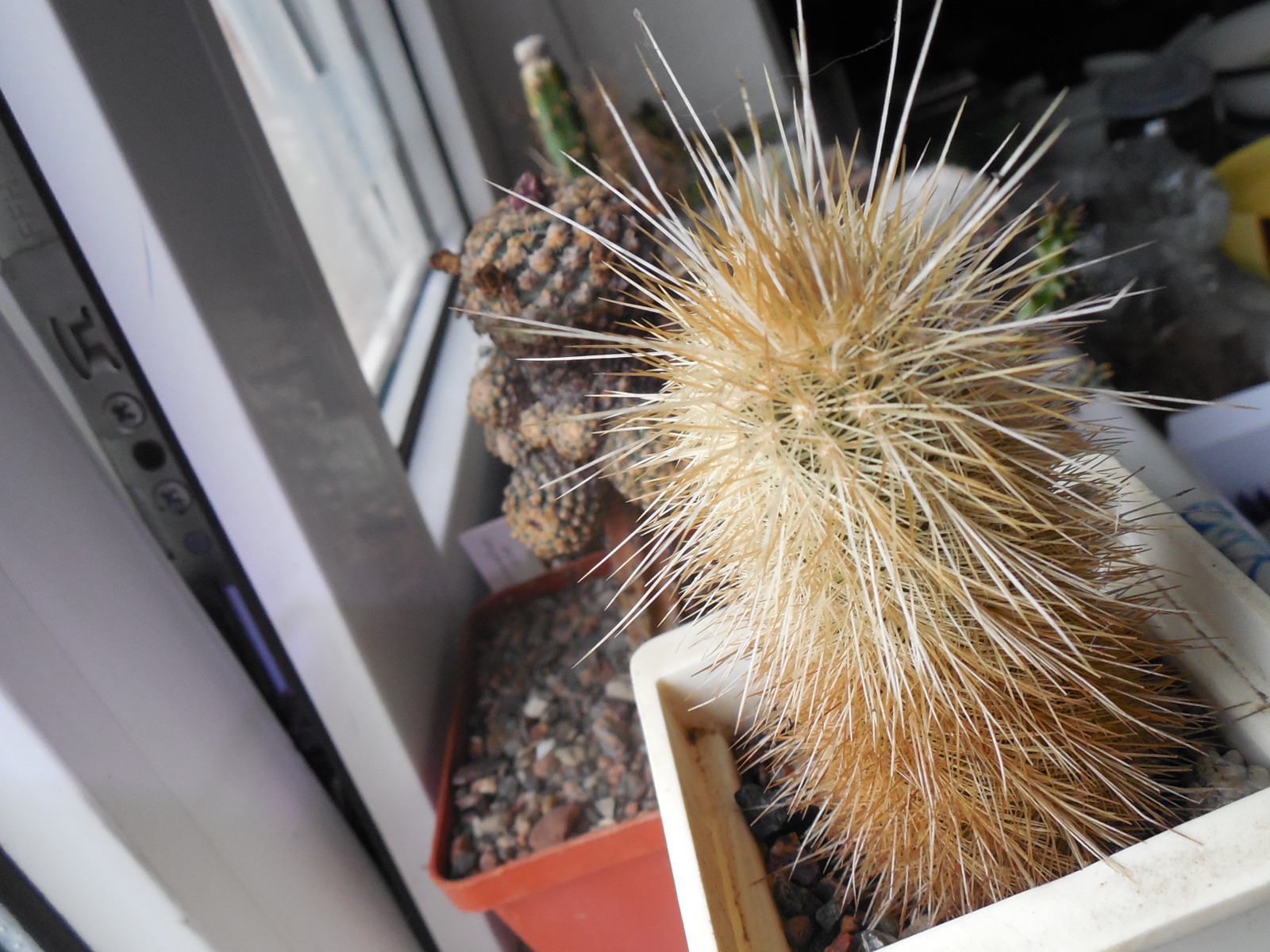 Echinocereus russanthus - v.weedinii - MG -