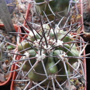 Copiapoa coquimbana