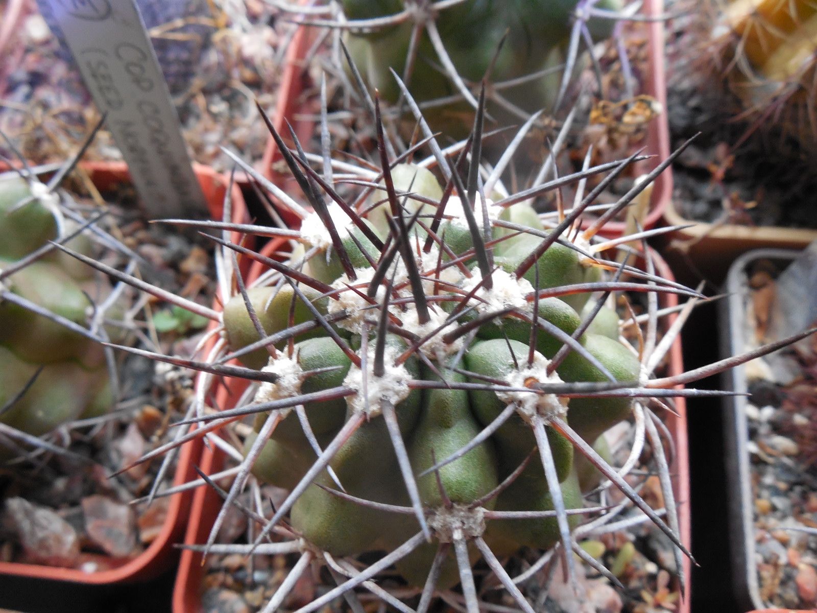 Copiapoa coquimbana