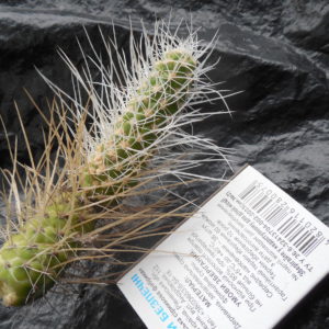 Tephrocactus weberi