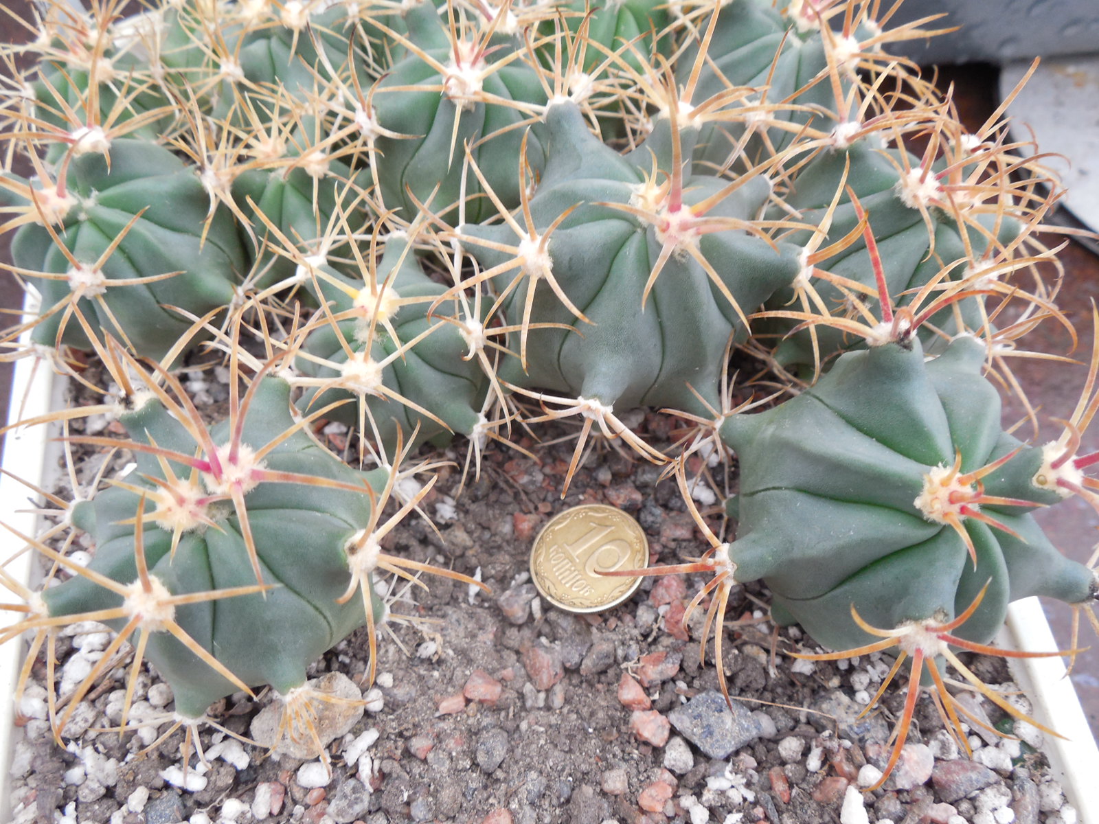 Ferocactus recurvus HR 196 - Cuicatlan, Oax.