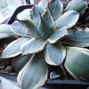 Agave patonii - f.variegata -