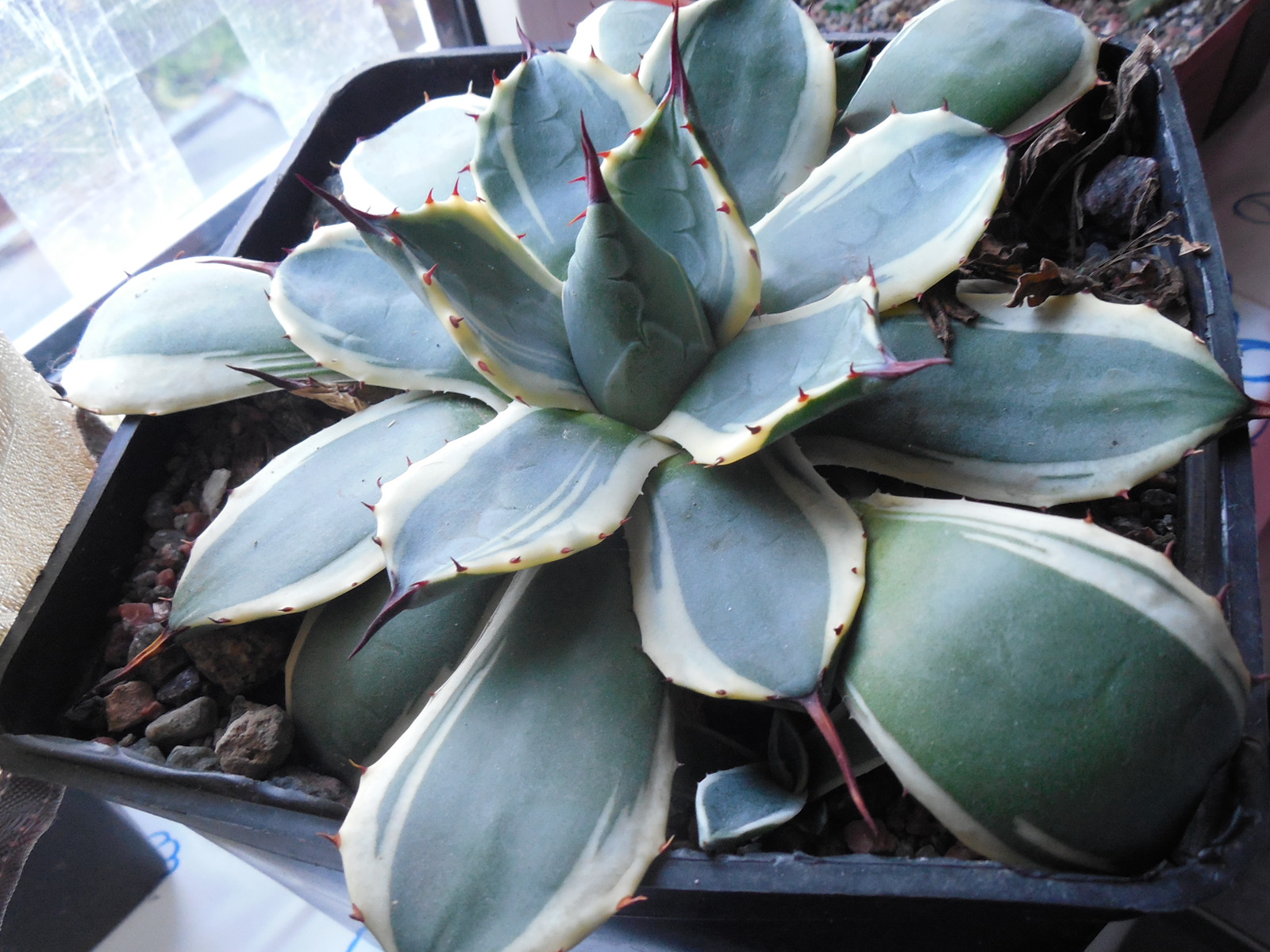 Agave patonii - f.variegata -