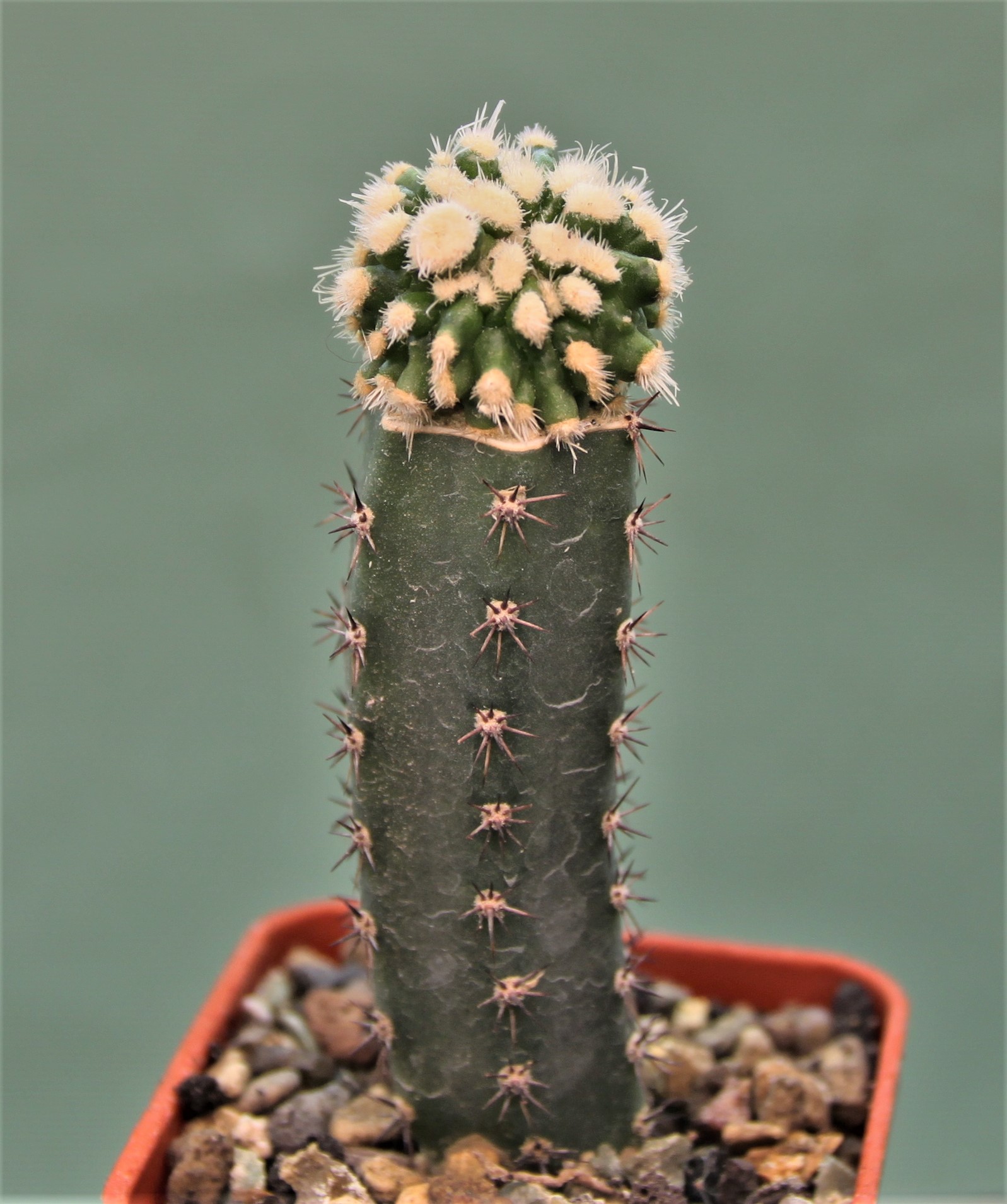 Echinofossulocactus lloydii monstrosa. 380 грн. Кубик 5х5см.-