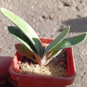 Gasteria Smokii