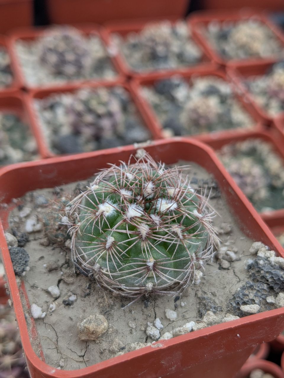 Gymnocalycium mesopotamicum