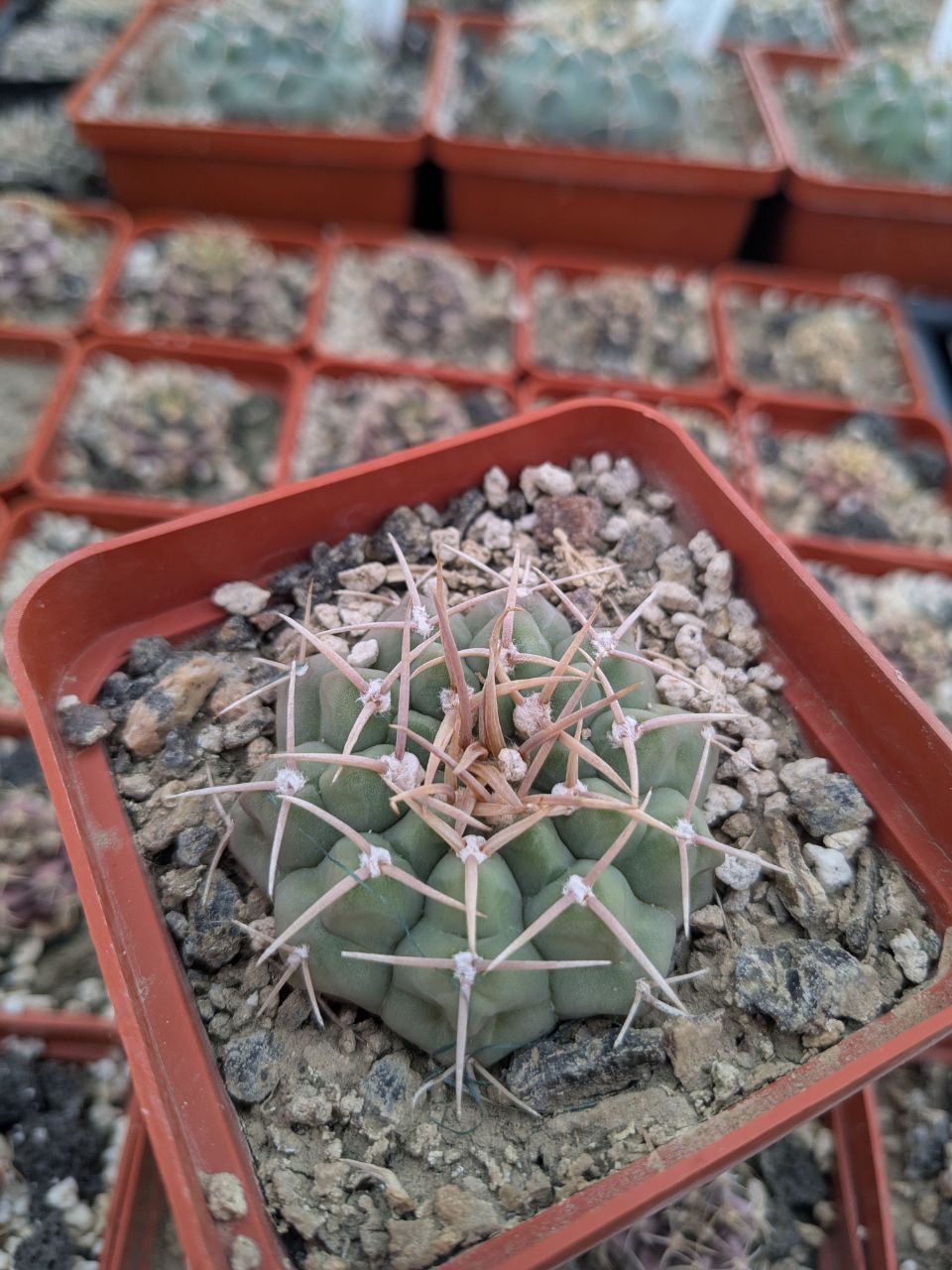 Gymnocalycium vatteri RS1788 El Nono