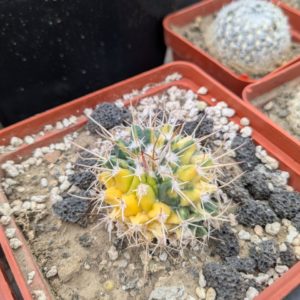 Mammillaria centricirrha variegata