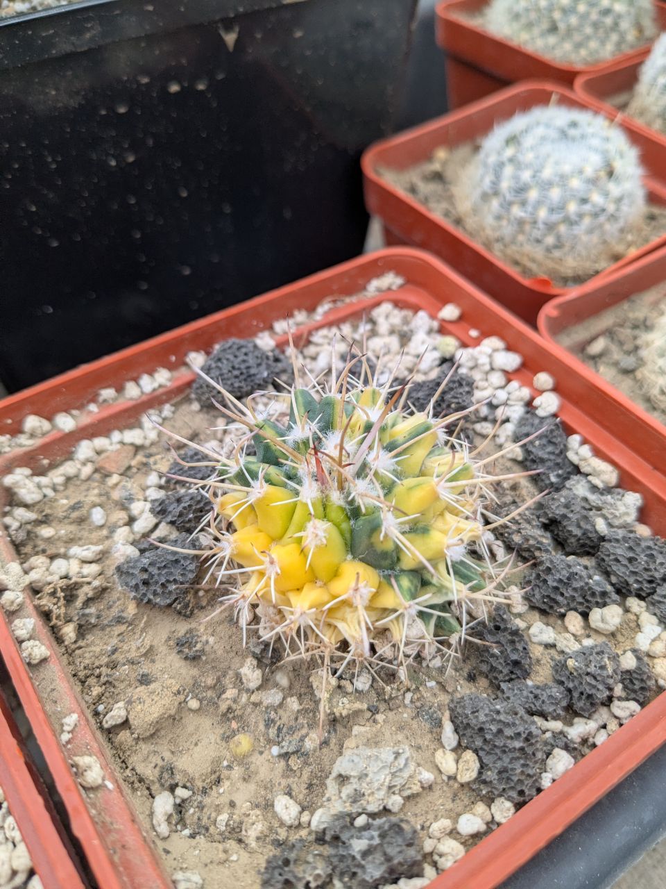 Mammillaria centricirrha variegata