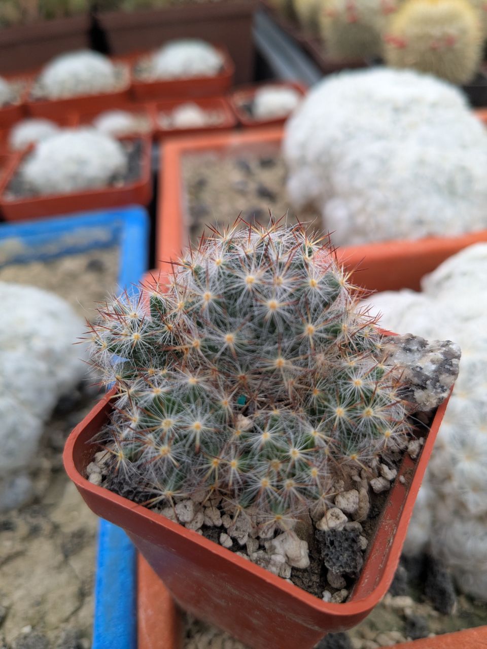 Mammillaria prolifera