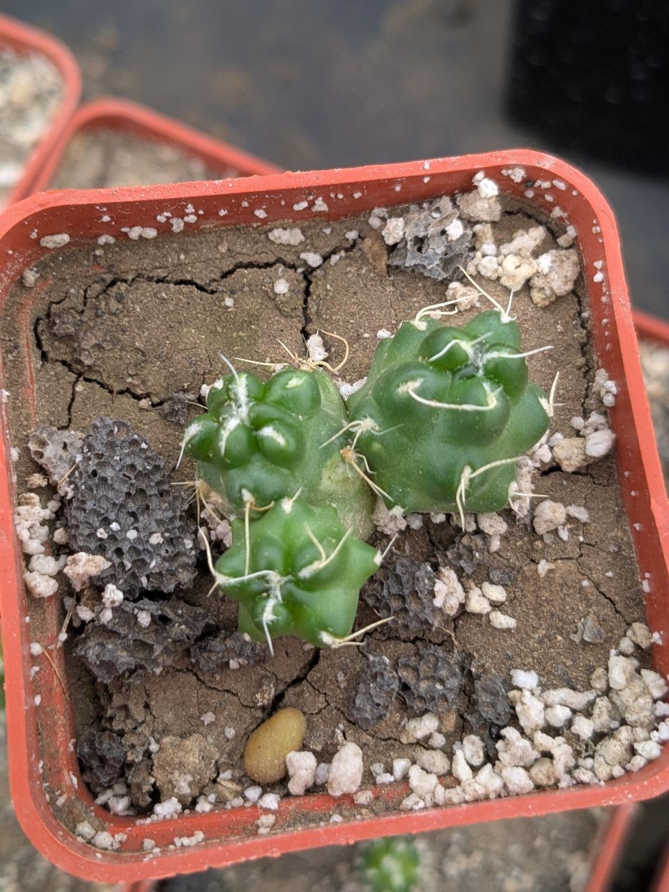 Puna subterranea f. incahuasi