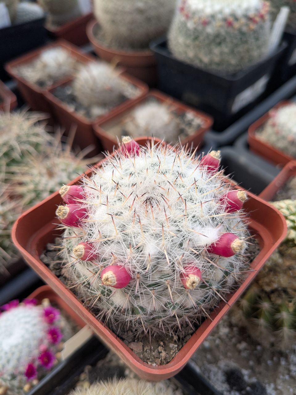 Mammillaria chionocephala