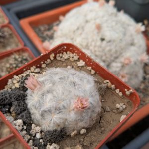 Mammillaria plumosa