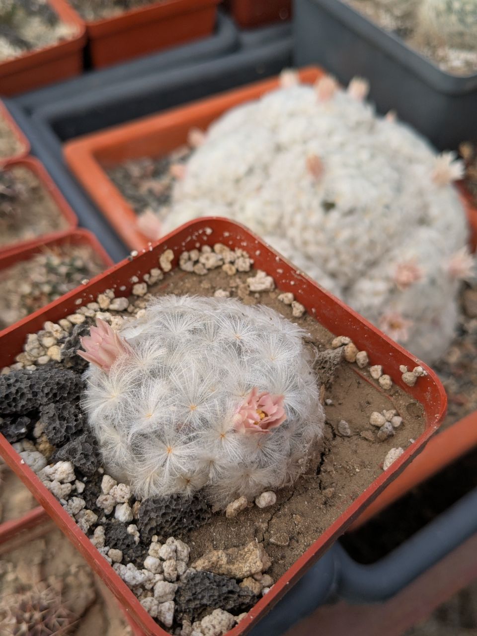 Mammillaria plumosa