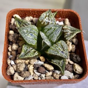 Haworthia splendens cv. Lovely Lady
