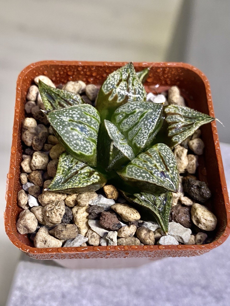 Haworthia splendens cv. Lovely Lady