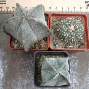 3 astrophytum