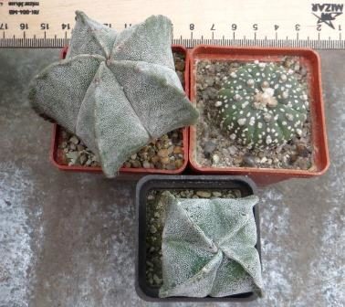 3 astrophytum