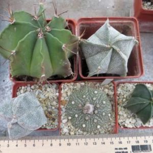 5 astrophytum