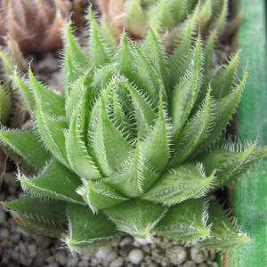 Haworthia   translucens  *Croom River*