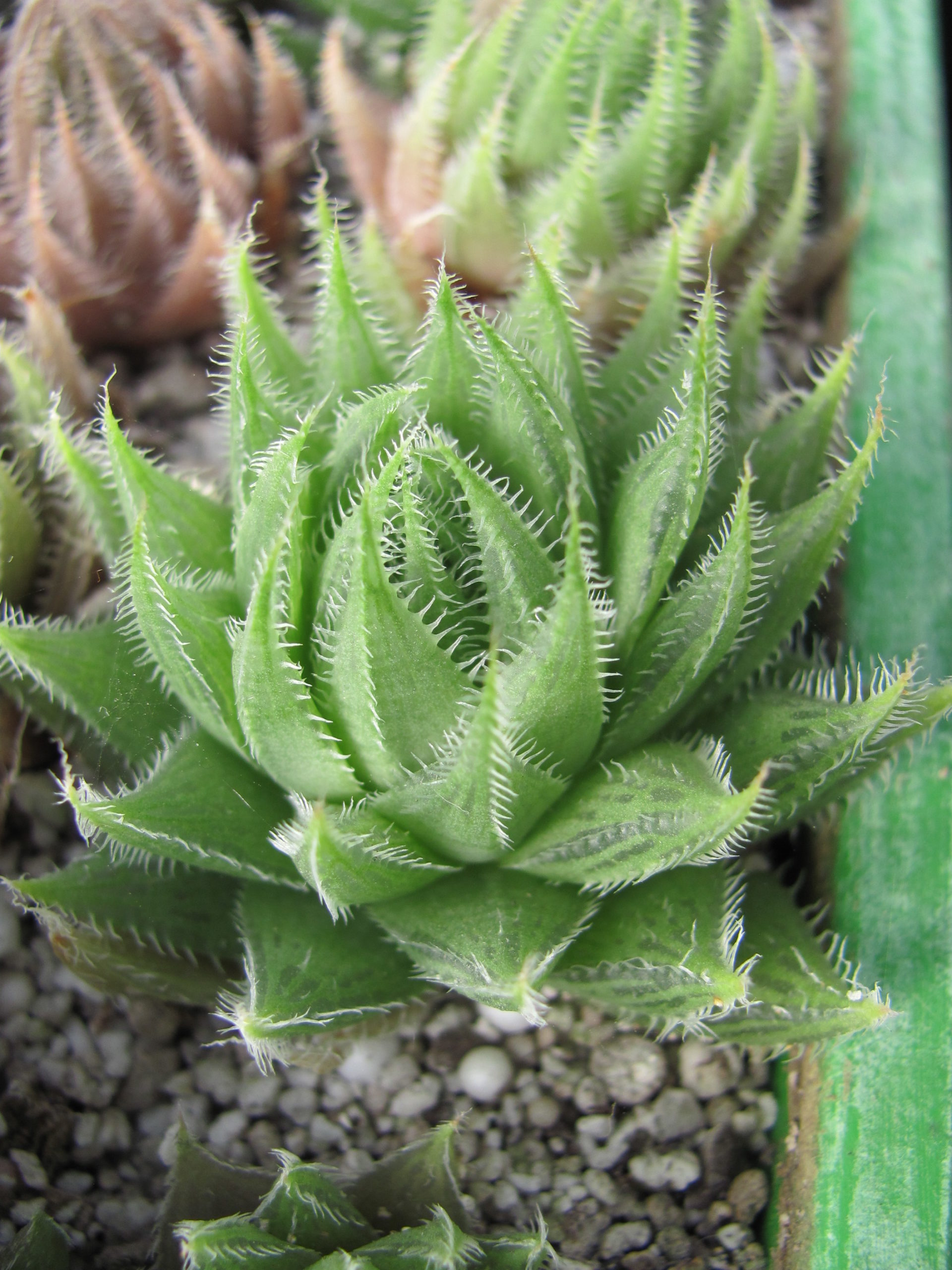 Haworthia   translucens  *Croom River*