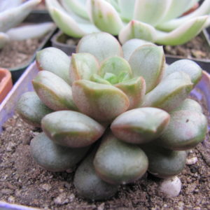 Echeveria    amethorum