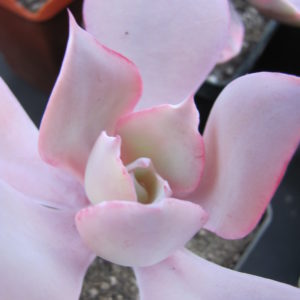 Echeveria  afterglow