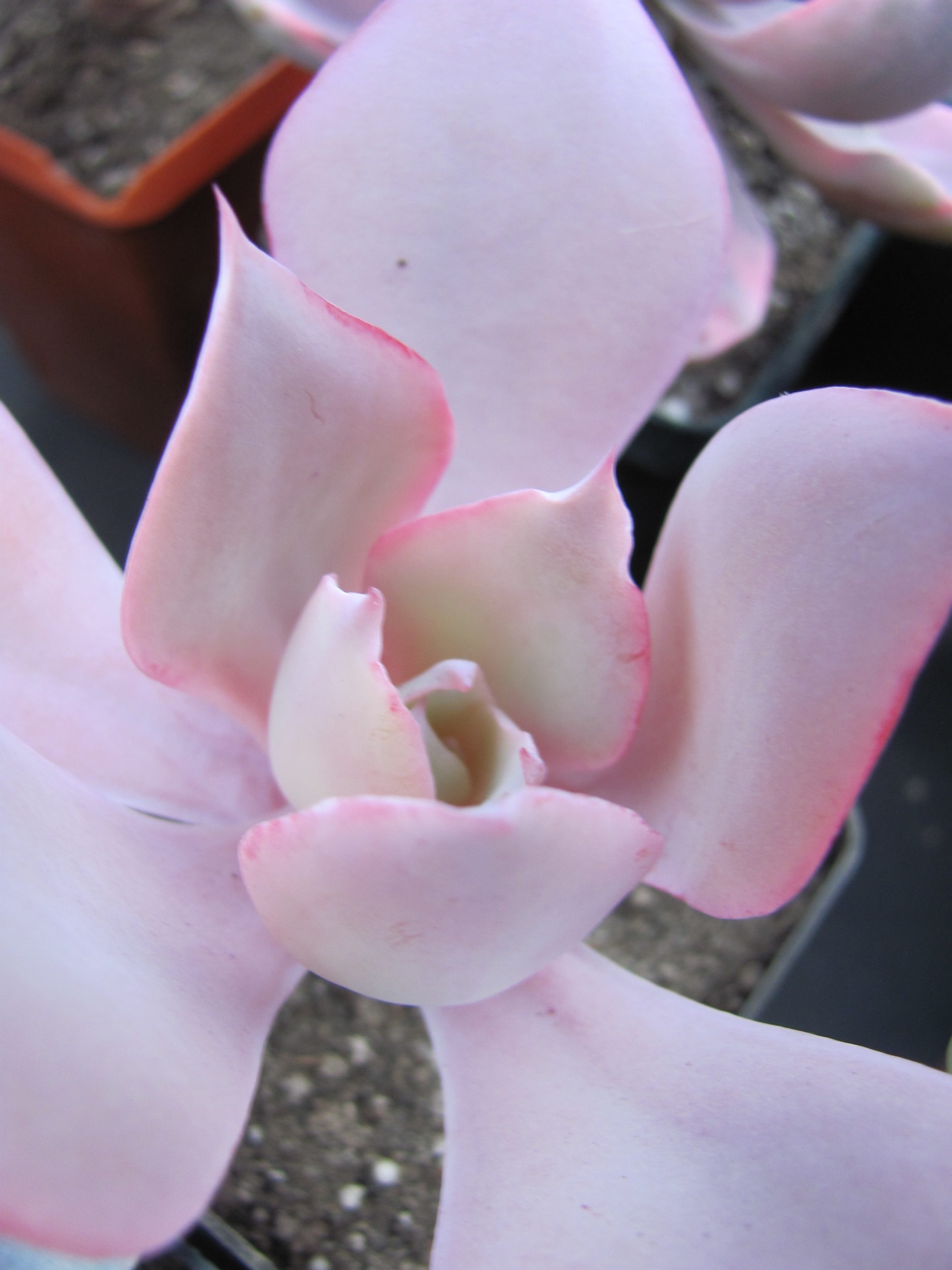 Echeveria afterglow