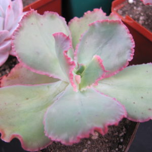 Echeveria Virginia Lee