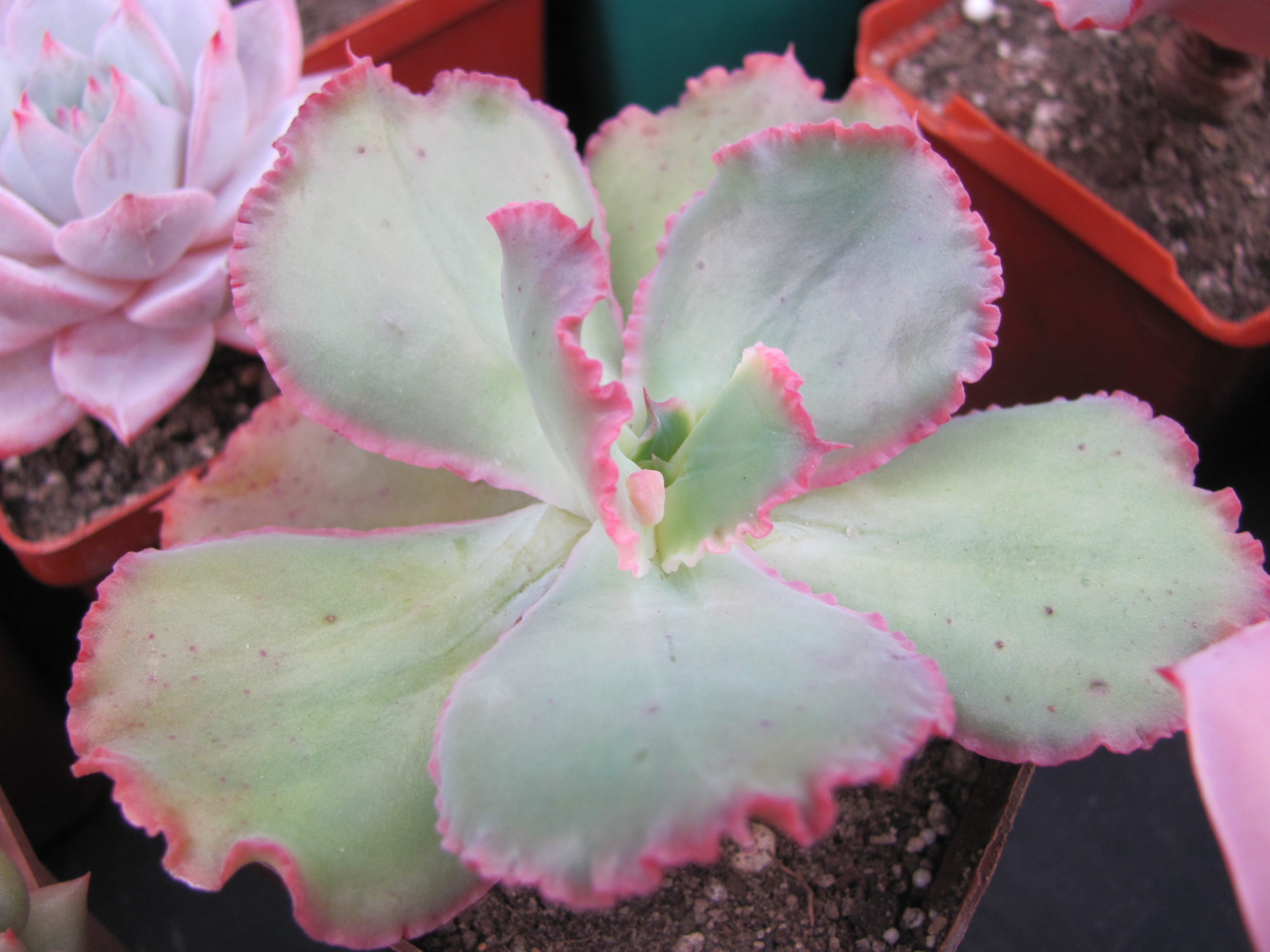 Echeveria Virginia Lee