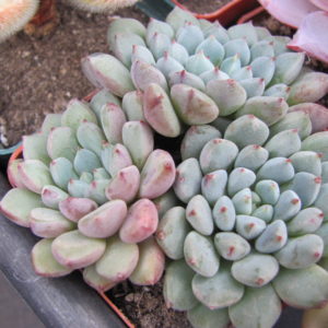 Echeveria   rundellii  hybr.