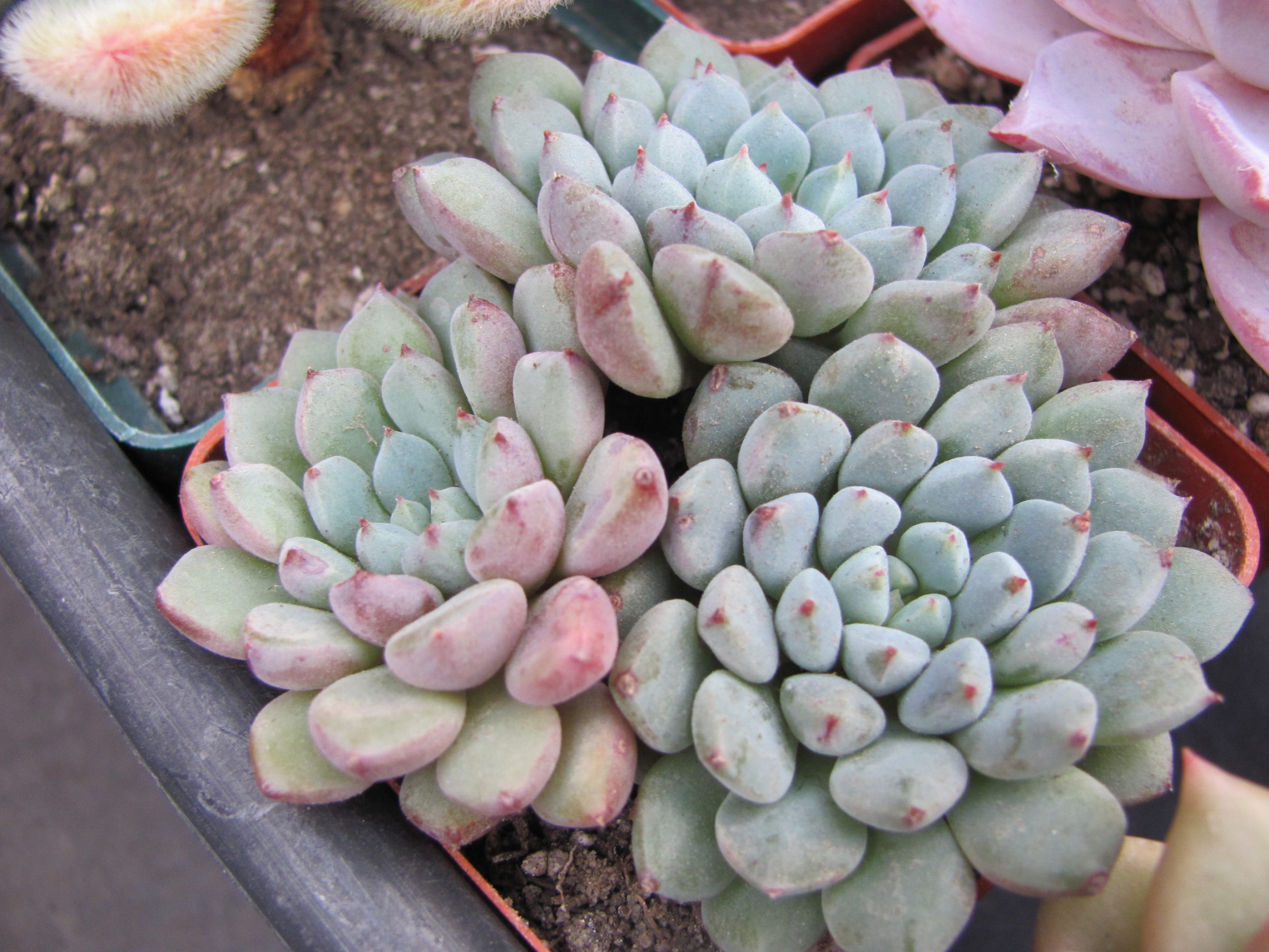 Echeveria rundellii hybr.
