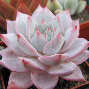 Echeveria   Blue Bird