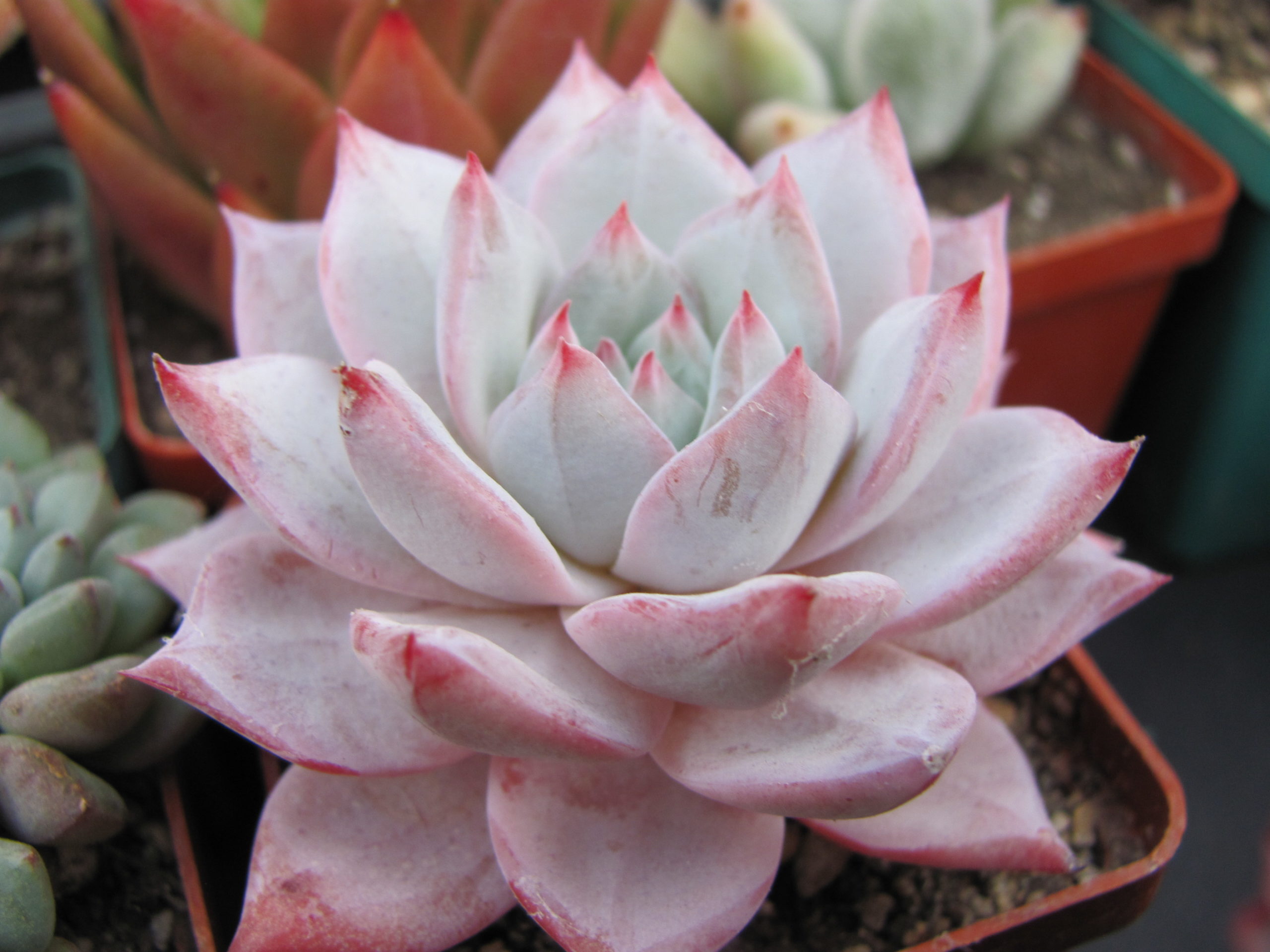 Echeveria   Blue Bird