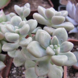 Sedum Mendosae