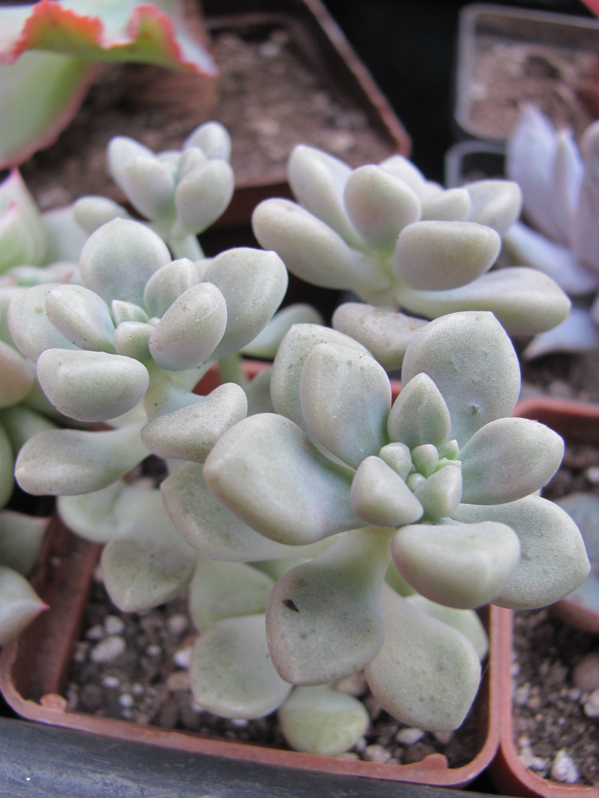 Sedum Mendosae