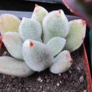 Echeveria   leucotricha
