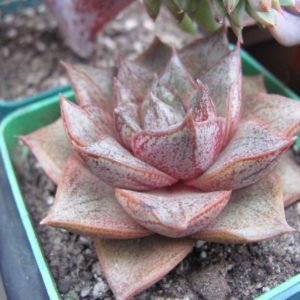Echeveria    purpusorum   *White form*