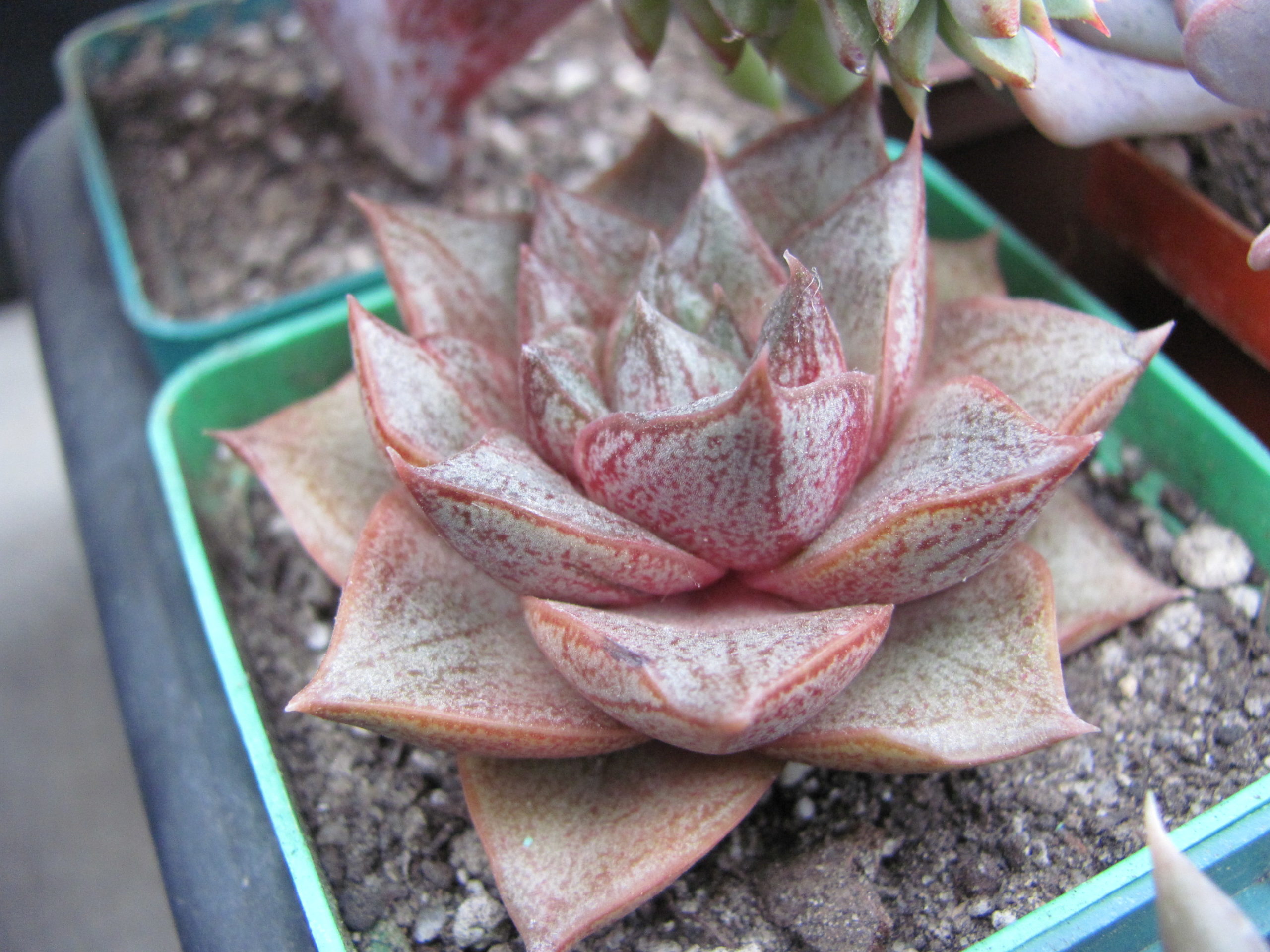 Echeveria purpusorum *White form*
