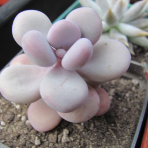 Pachyphytum  Pink