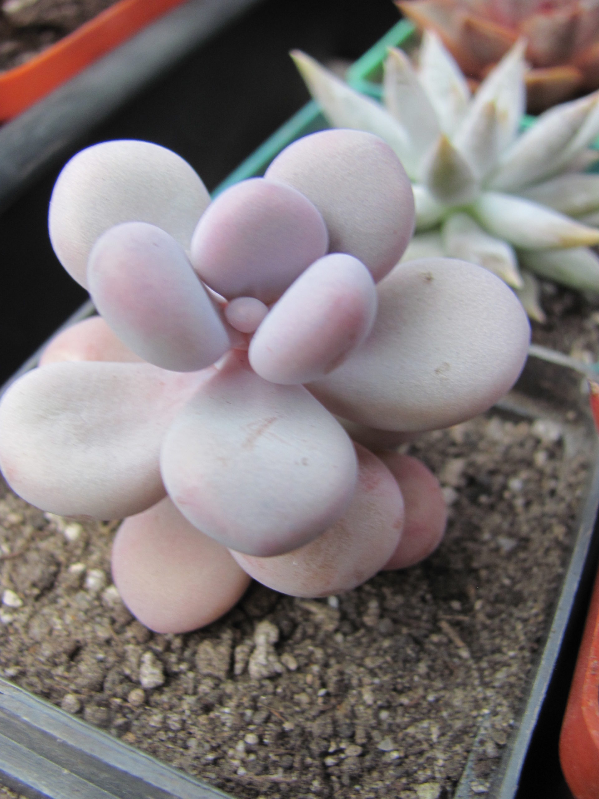 Pachyphytum Pink