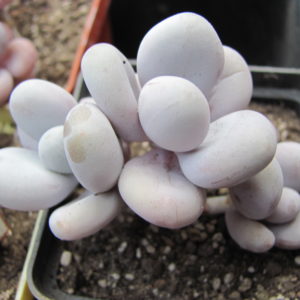 Pachyphytum   Pink