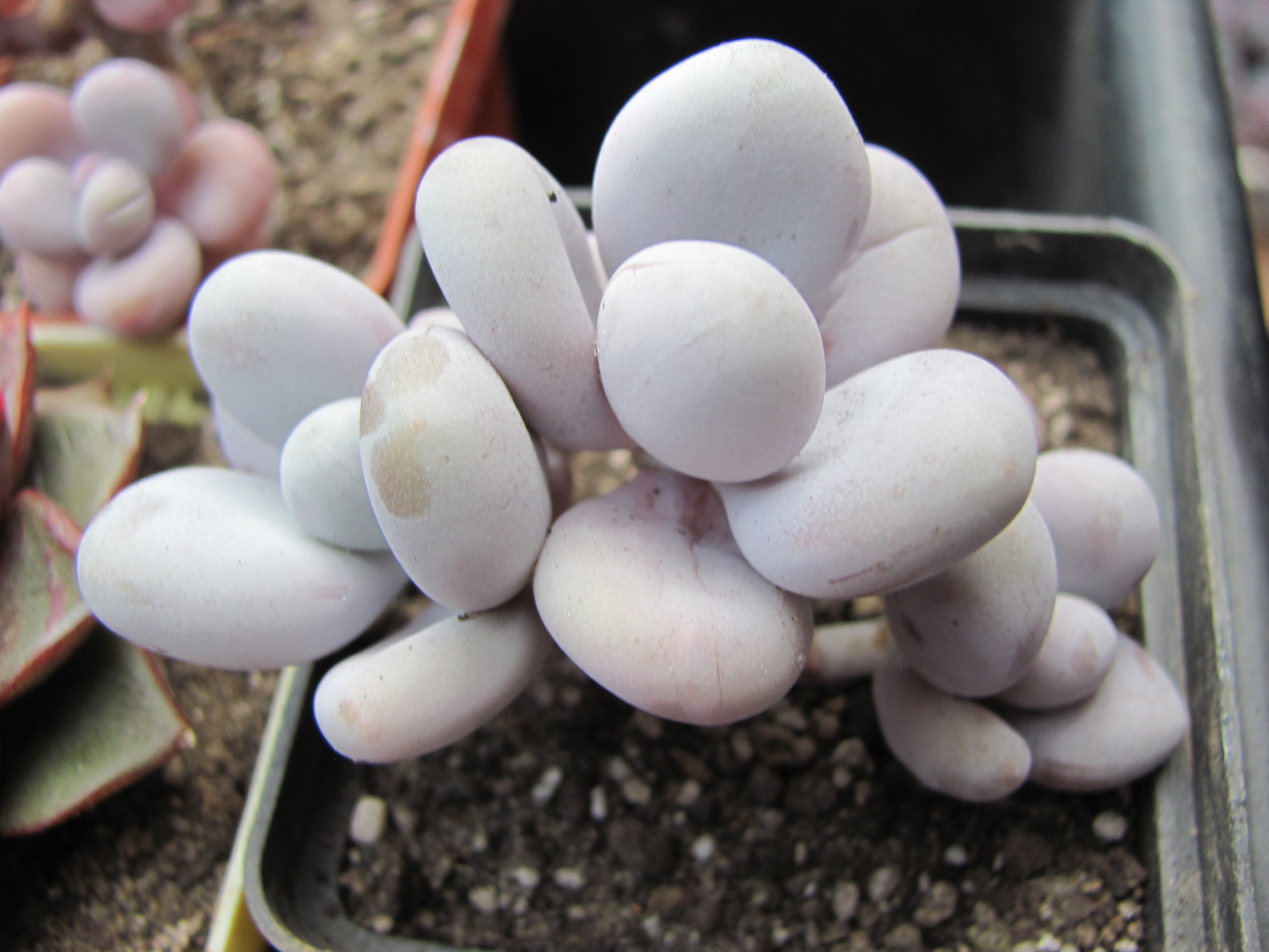 Pachyphytum Pink