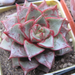 Echeveria   purpusorum  hybr.  ( hybrid Lipskiy*
