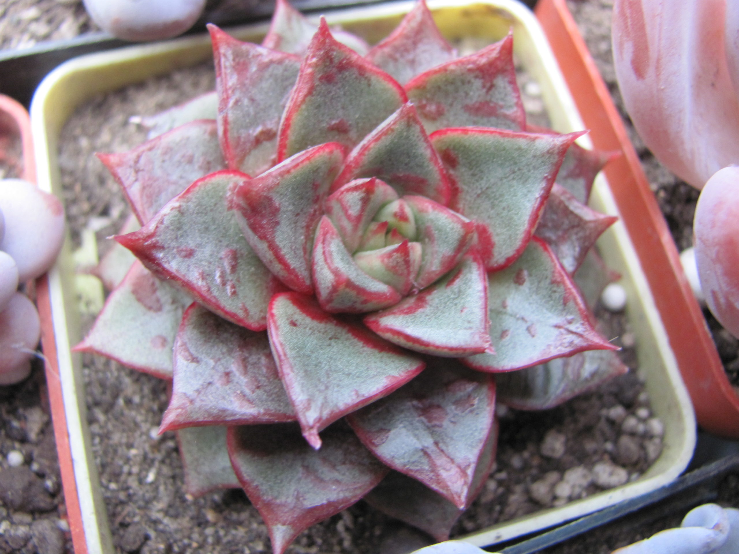 Echeveria purpusorum hybr. ( hybrid Lipskiy*