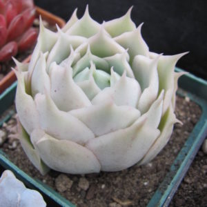 Echeveria Laguna Sanchez hybr.