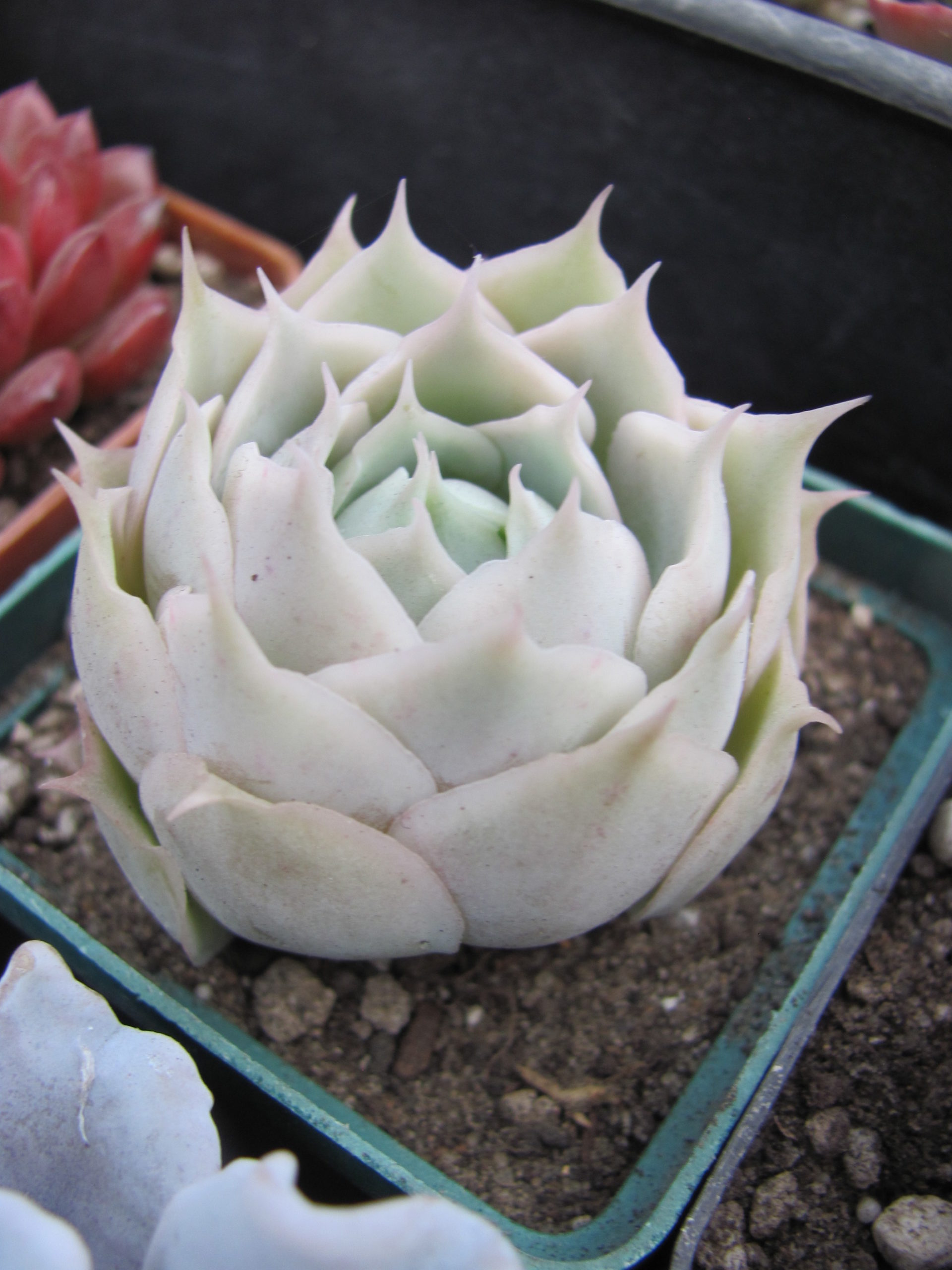 Echeveria Laguna Sanchez hybr.