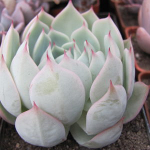 Echeveria  hybr.