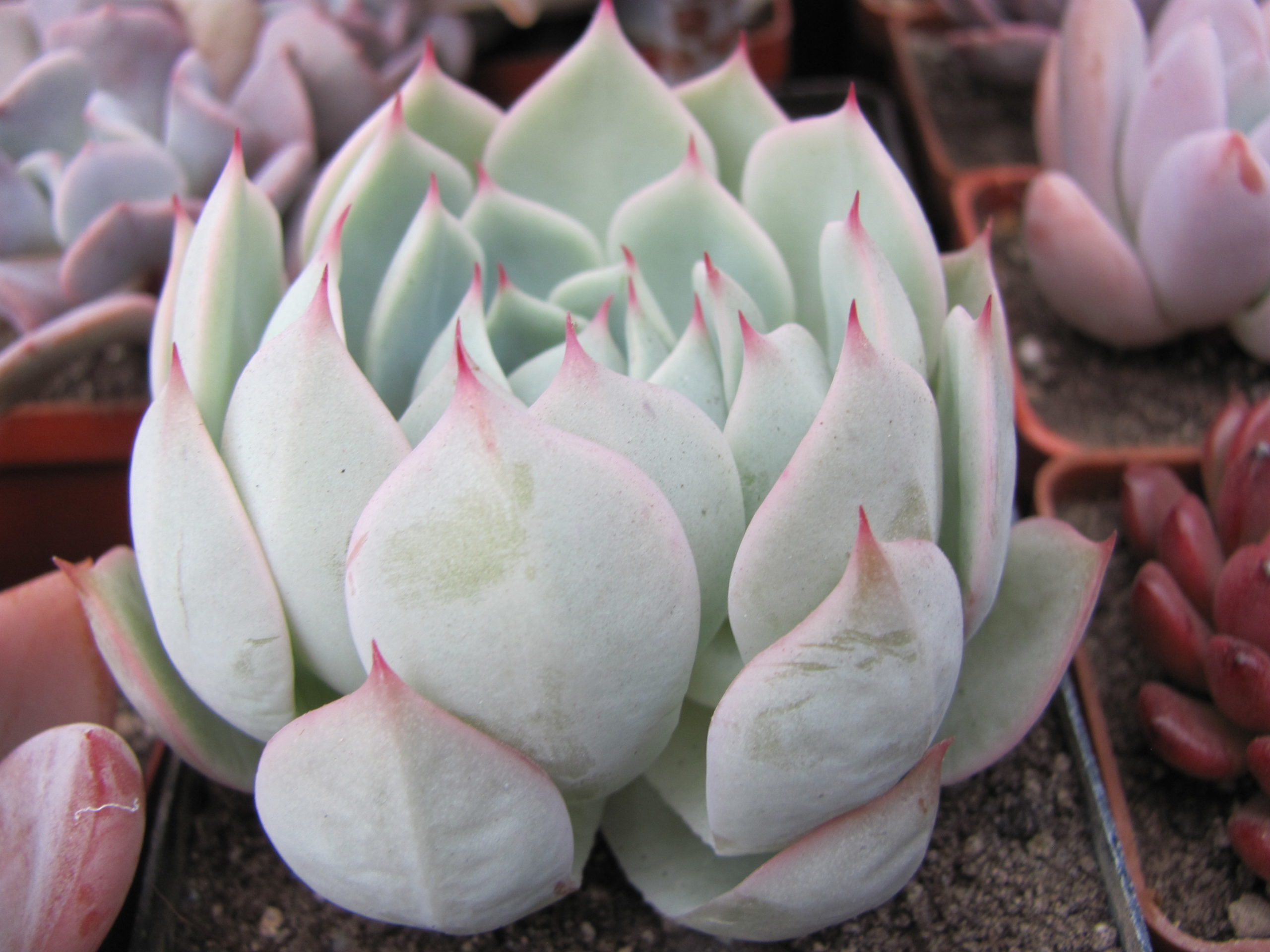 Echeveria hybr.